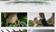 茶叶爆料视频素材大全,视频素材大全带你领略茶香世界